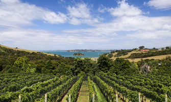 Cable Bay Vineyards