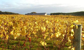 Jurassic Ridge Vineyard