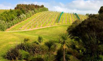 Peacock Sky Vineyard