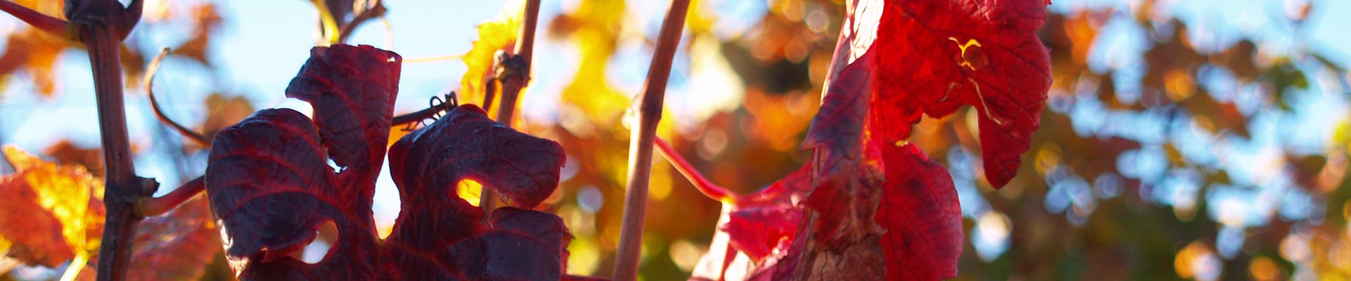 Waiheke Wineries & Vineyards